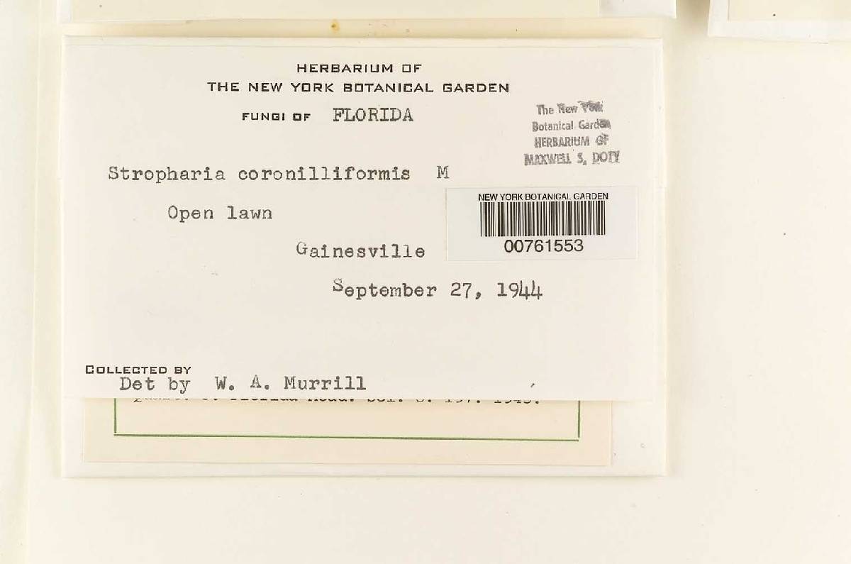 Stropharia coronilliformis image