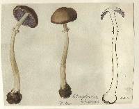 Stropharia elegans image