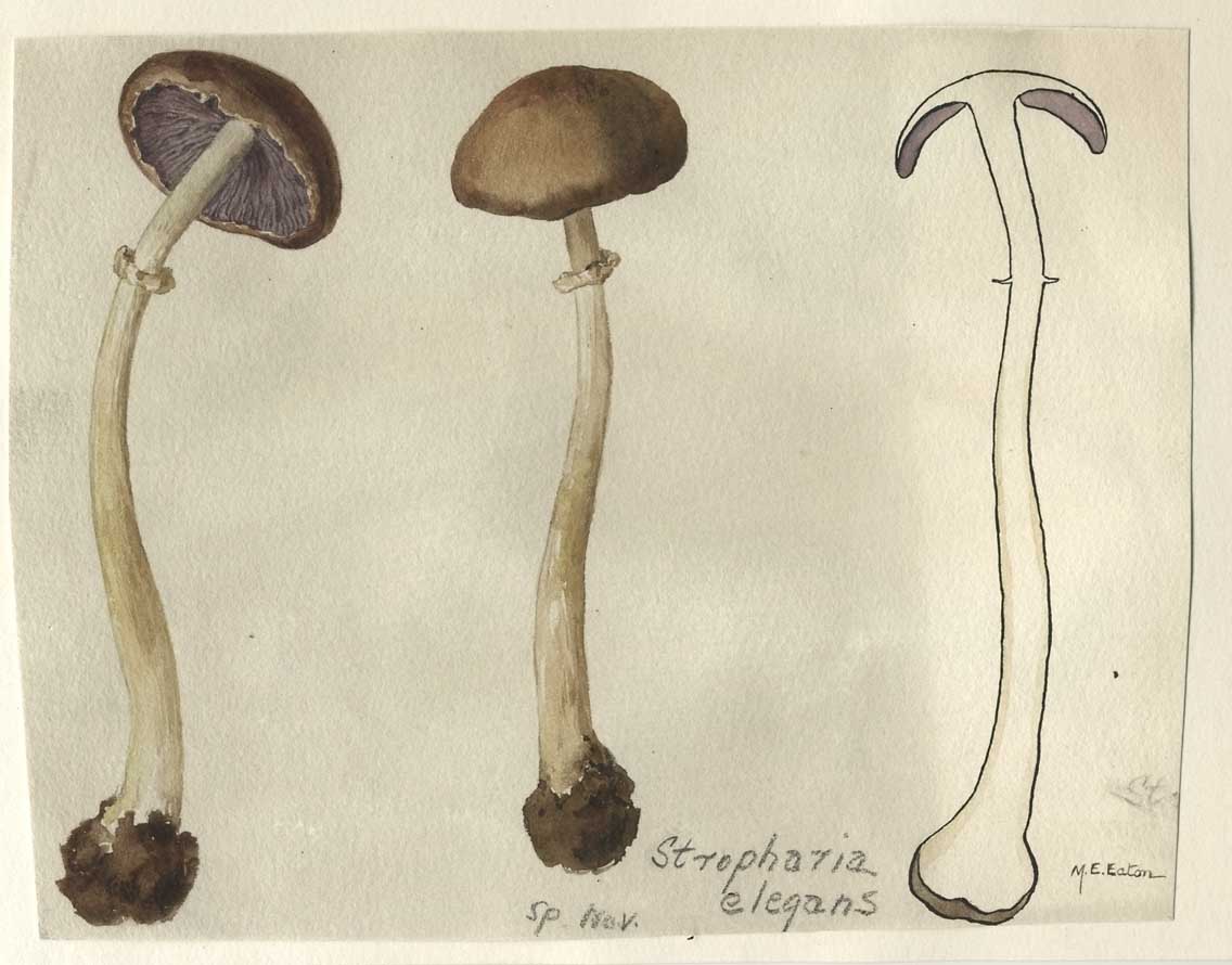 Stropharia elegans image
