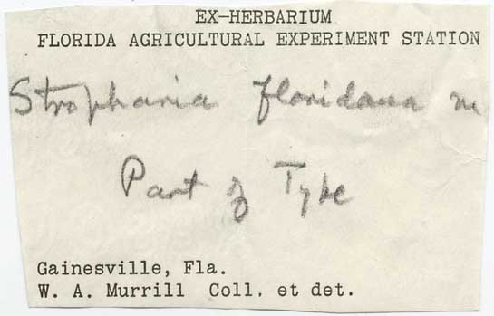 Stropharia floridana image