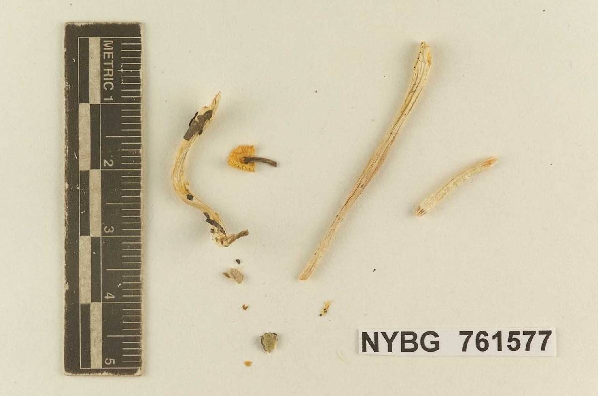 Stropharia semigloboides image