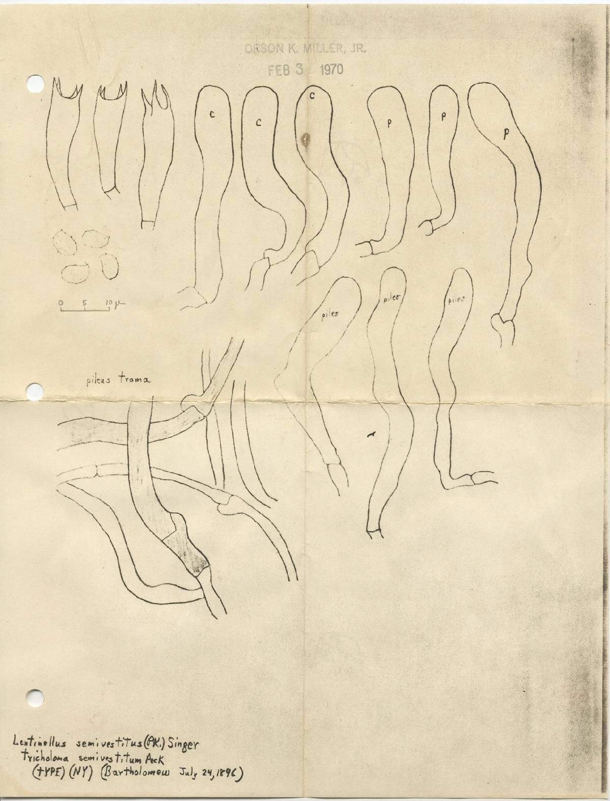 Lentinellus semivestitus image