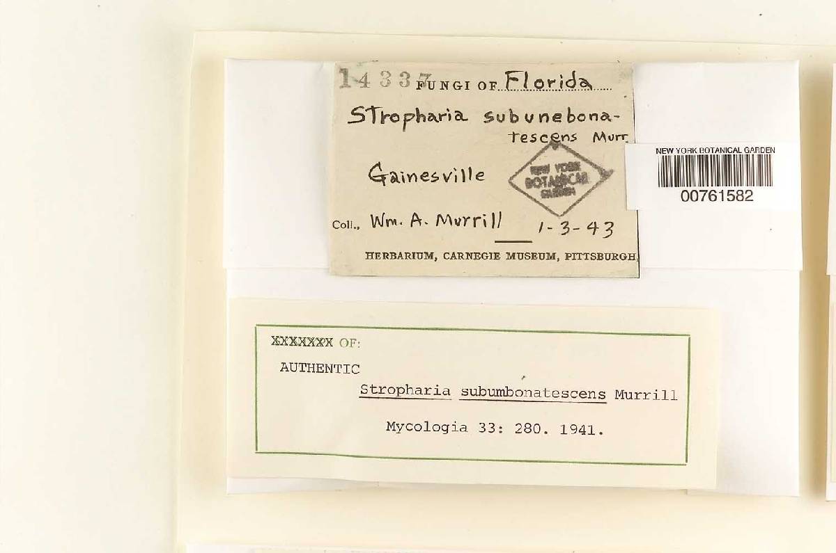 Stropharia subumbonatescens image