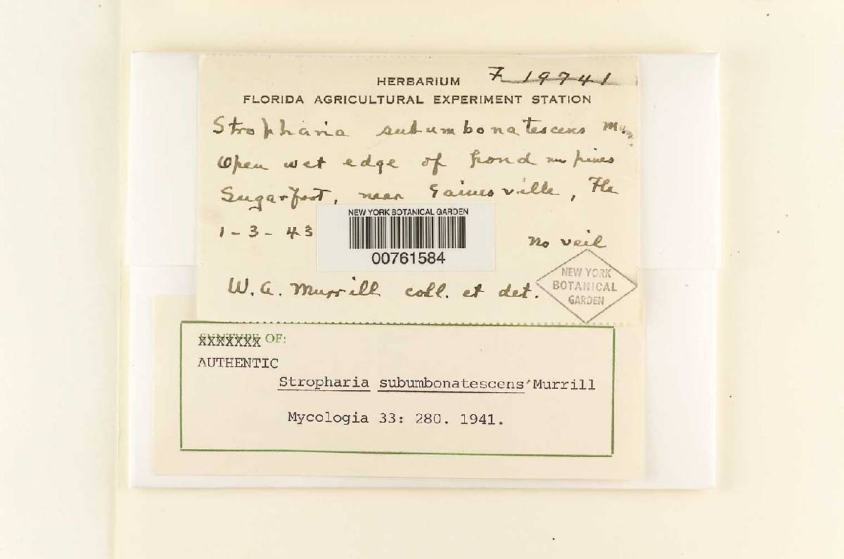 Stropharia subumbonatescens image