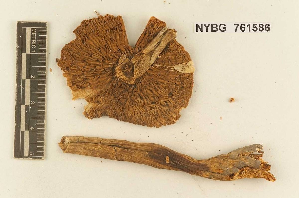 Stropharia rugomarginata image