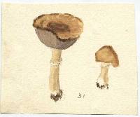 Stropharia troyana image