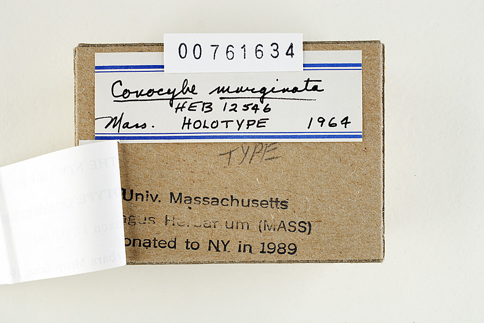 Conocybe marginata image