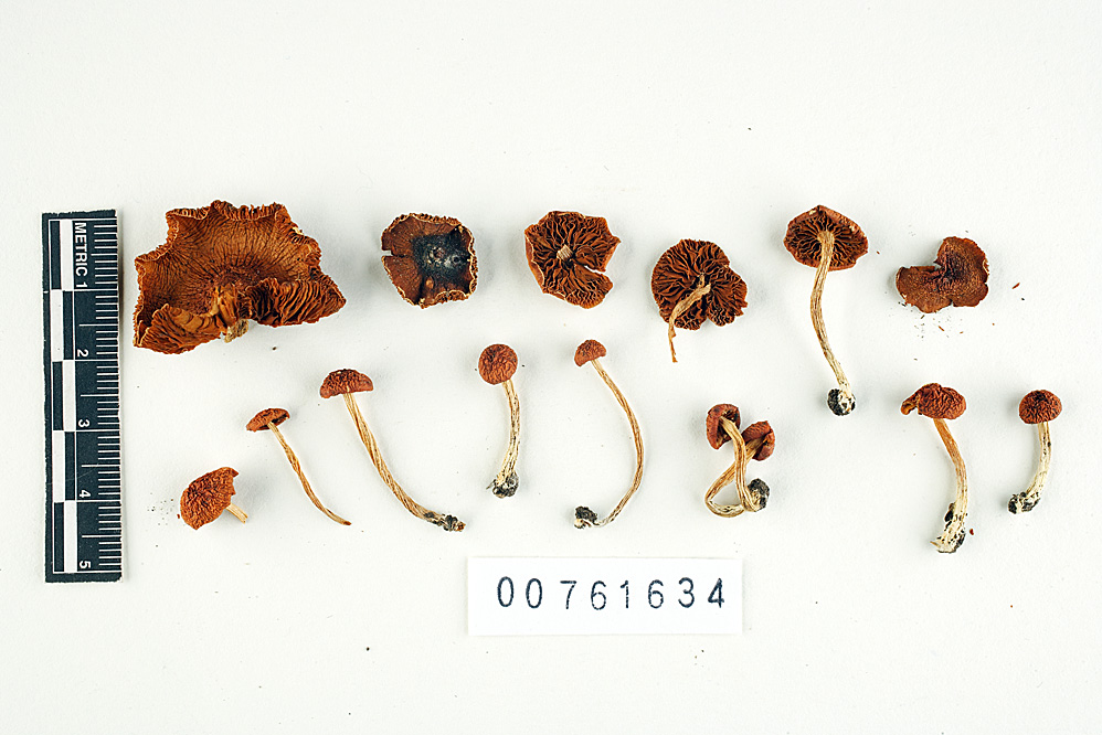 Conocybe marginata image