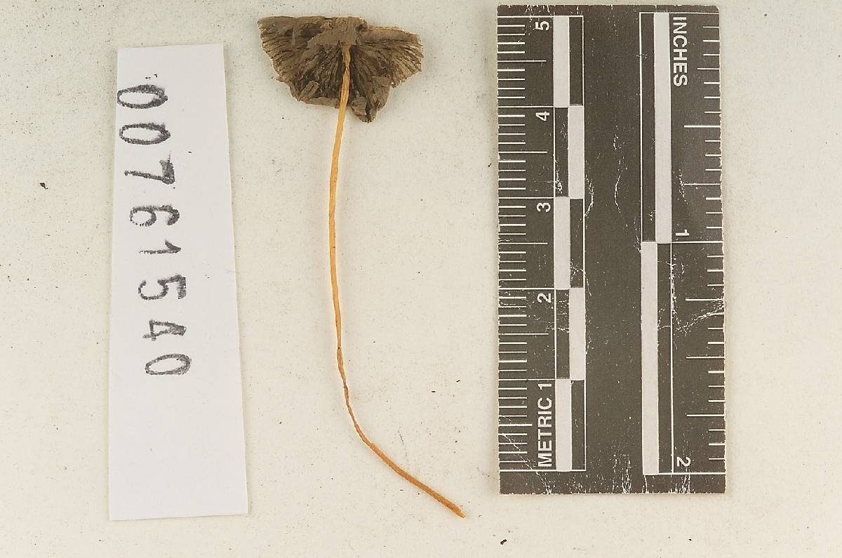Coprinus spragueiformis image