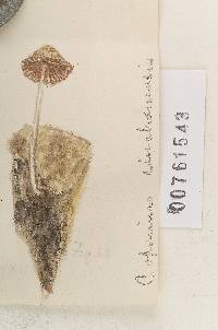Coprinus cinchonensis image