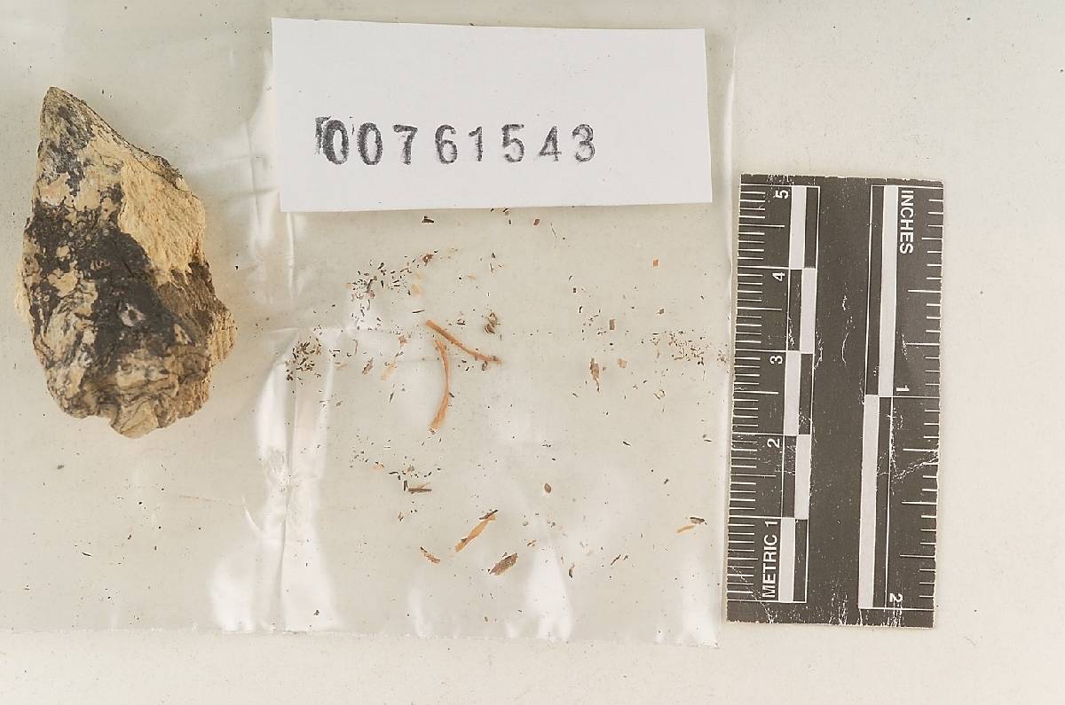 Coprinus cinchonensis image