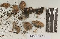 Coprinus subdomesticus image