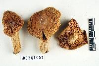 Russula viridella image