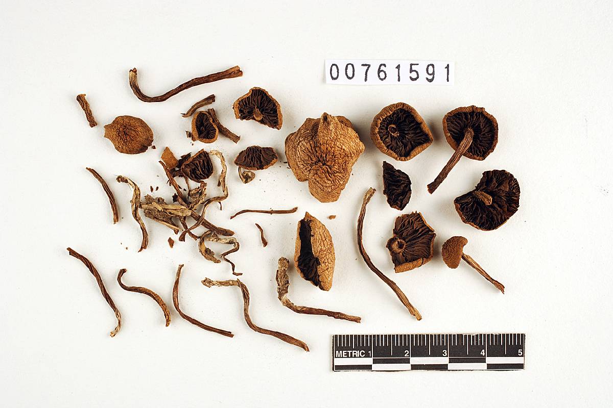 Psilocybe castaneifolia image