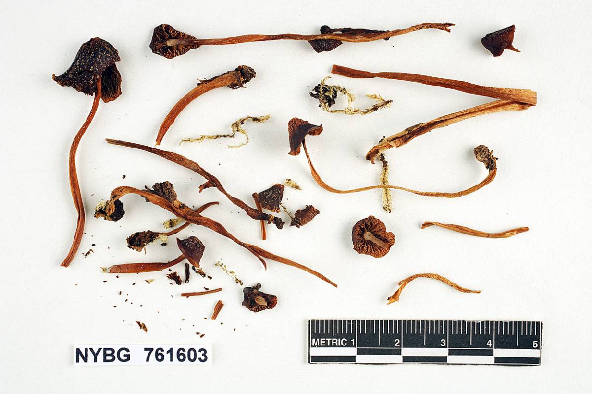Psilocybe castaneicolor image