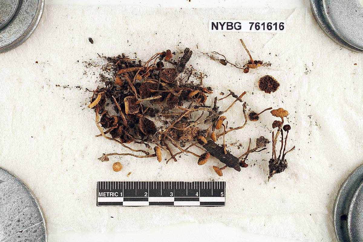 Psilocybe latispora image