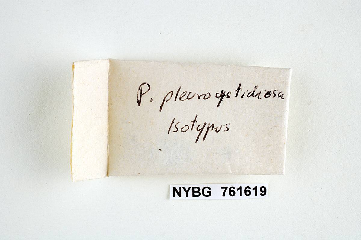 Psilocybe pleurocystidiosa image