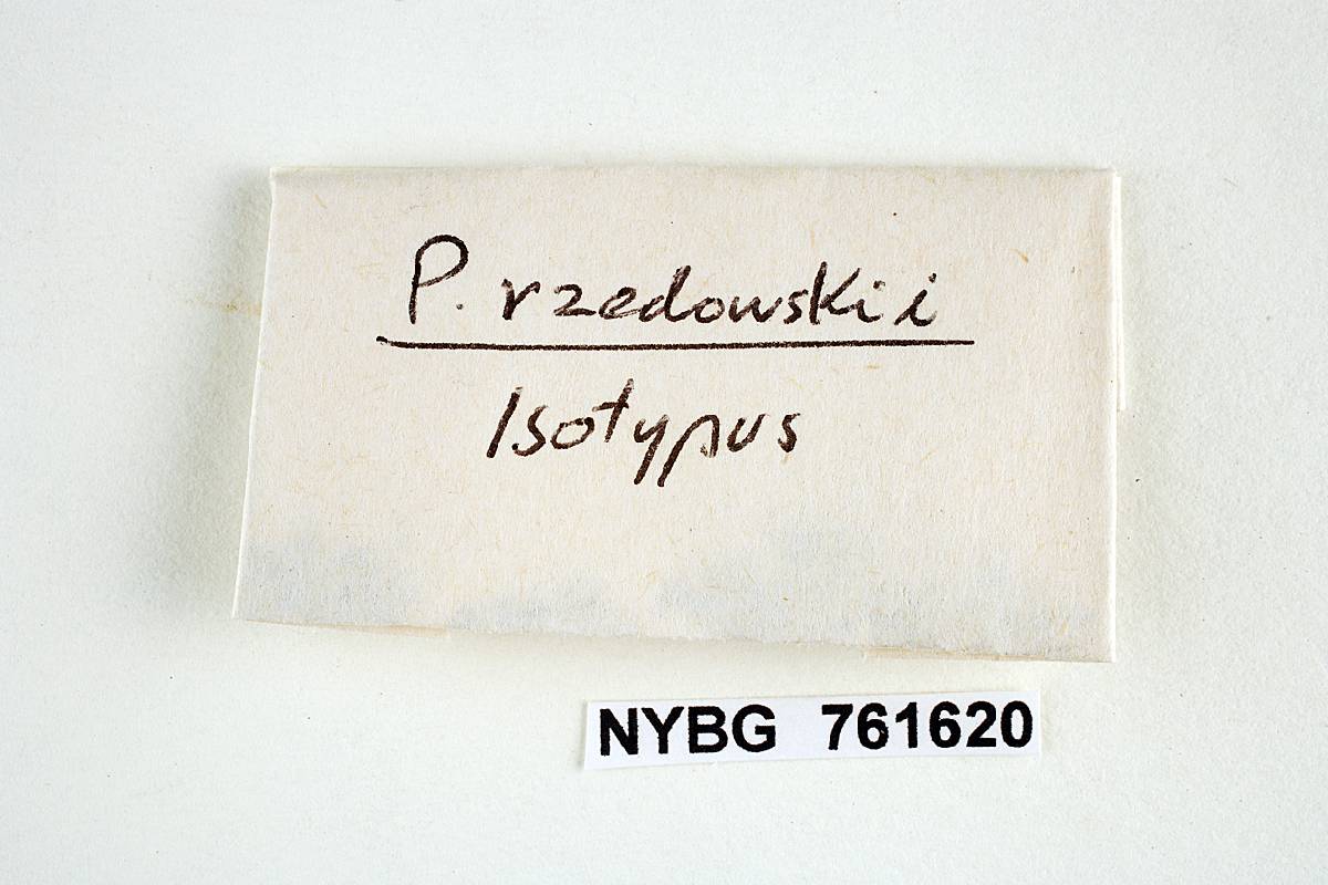 Psilocybe rzedowskii image