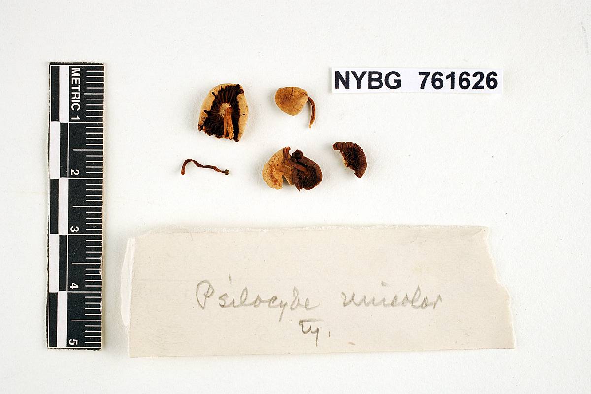 Agaricus camptopus image
