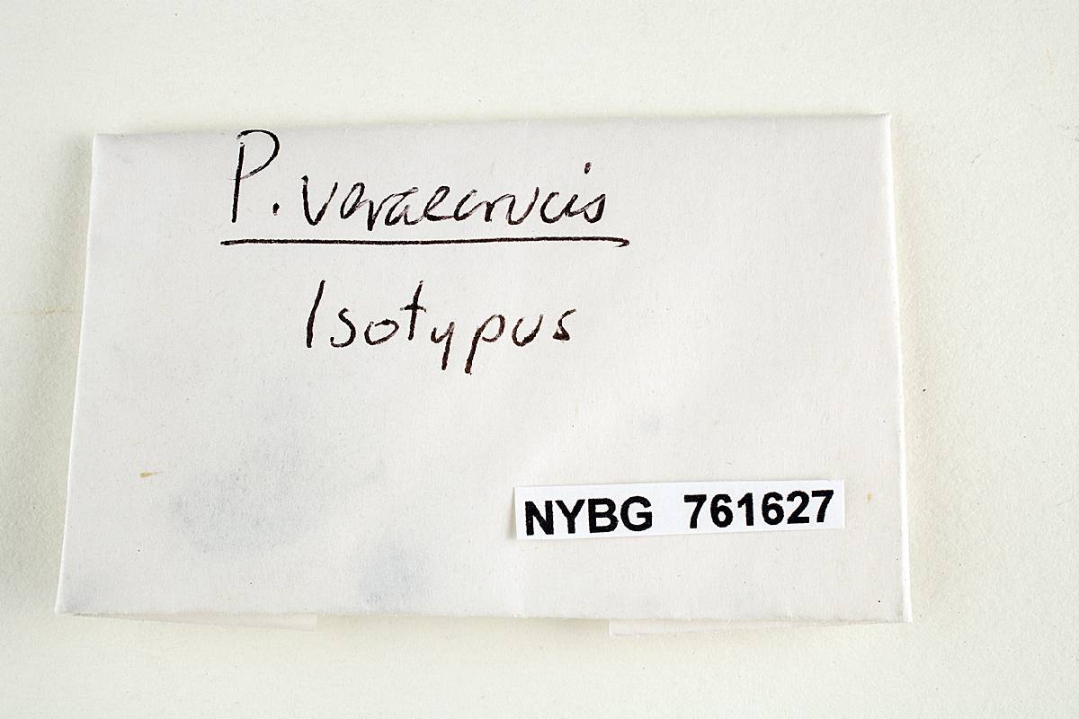 Psilocybe verae-crucis image