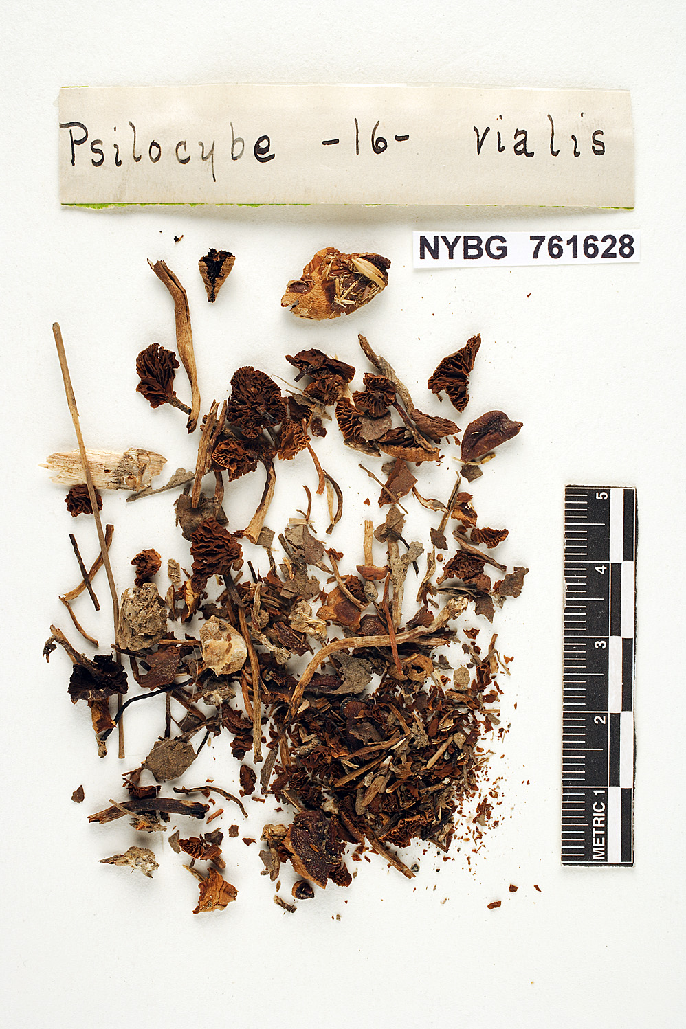 Psilocybe vialis image