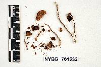 Psilocybe panaeoliformis image