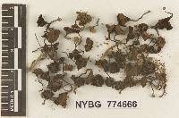 Omphalia volkertii image