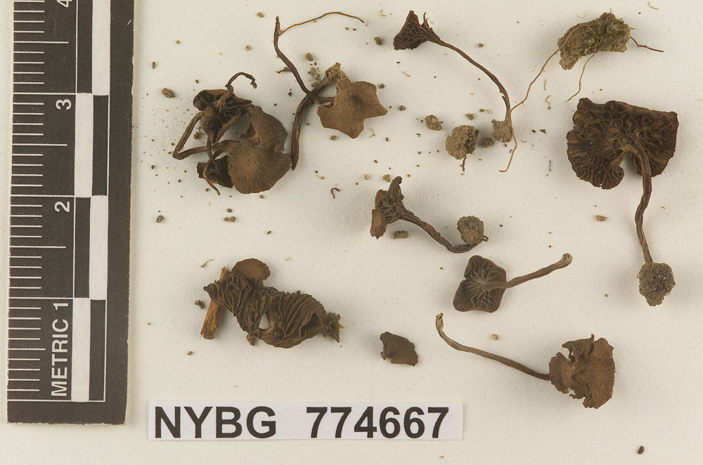 Omphalia volkertii image