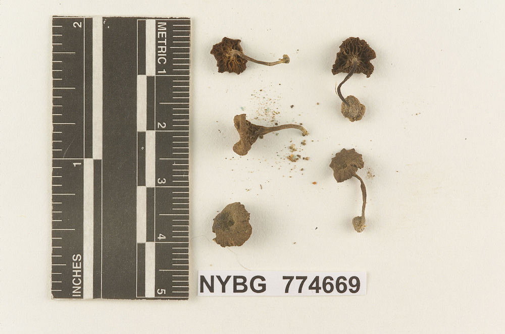 Omphalia volkertii image