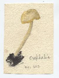 Omphalina cremea image