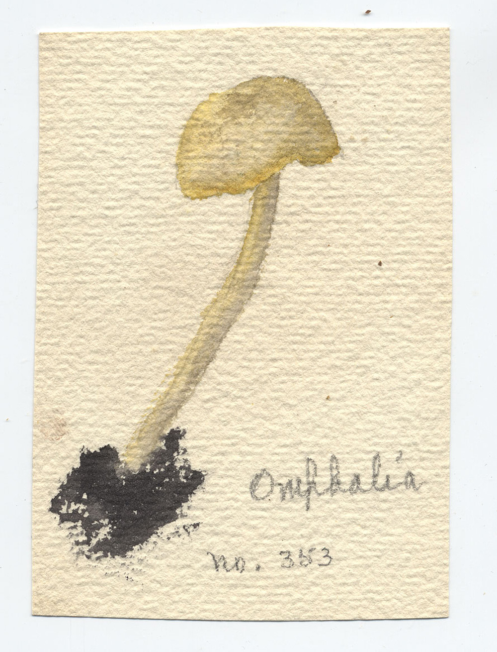 Omphalina cremea image