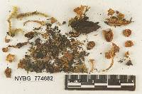 Omphalina luteicolor image