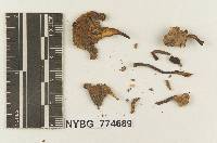 Omphalina sequoiarum image