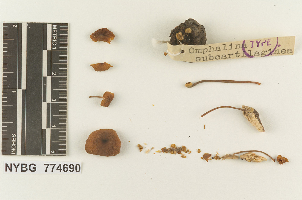 Omphalina subcartilaginea image