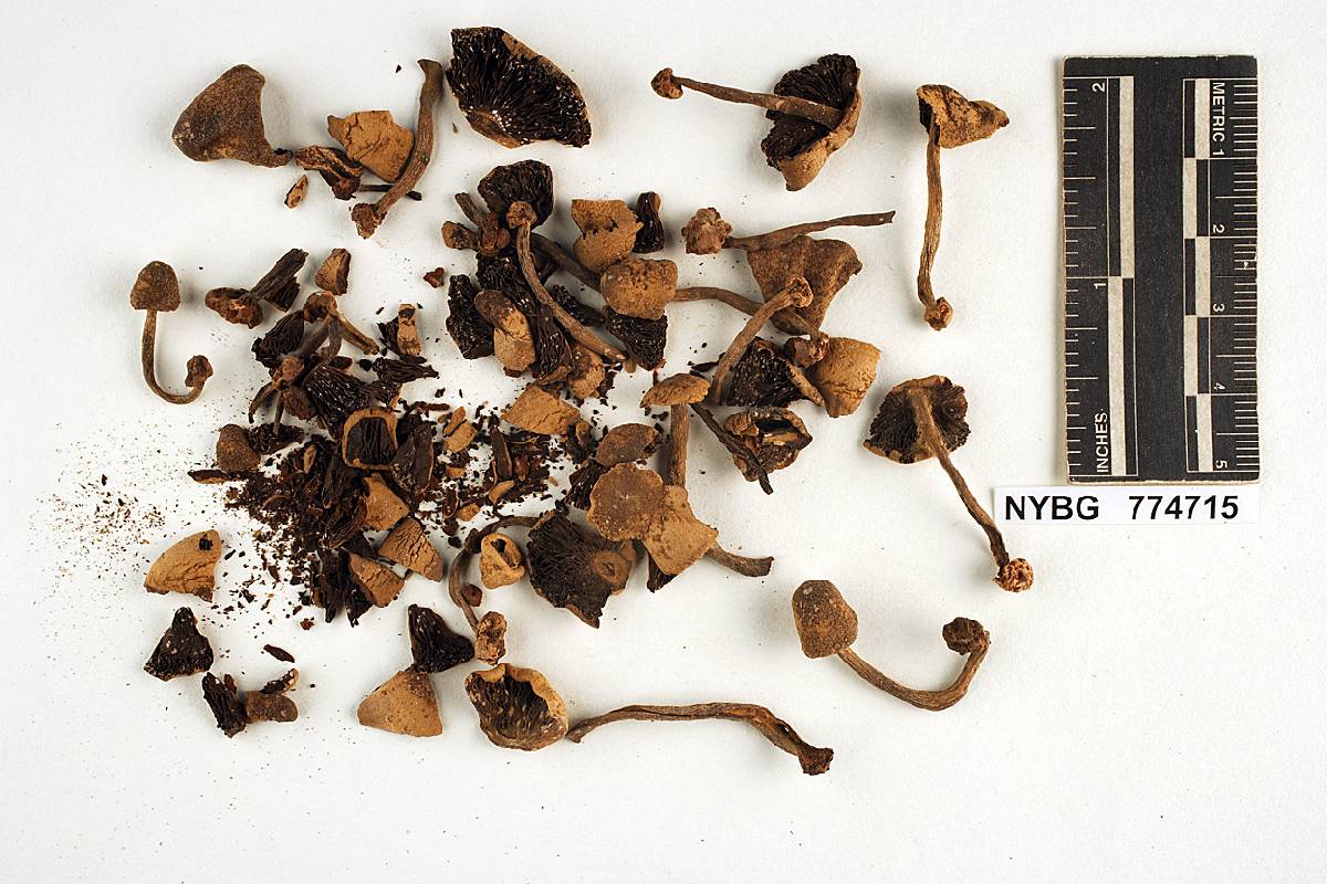 Agaricus earlei image