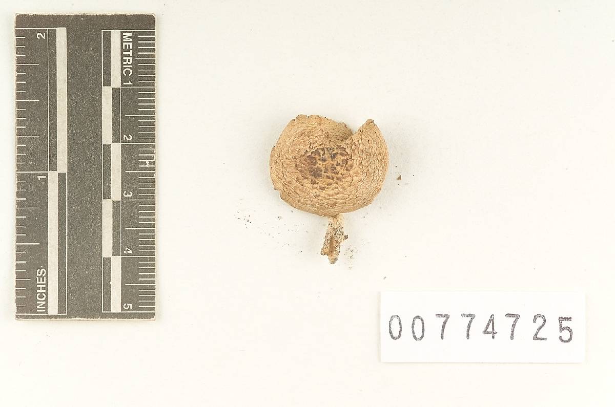 Agaricus alachuanus image