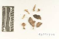 Agaricus alachuanus image