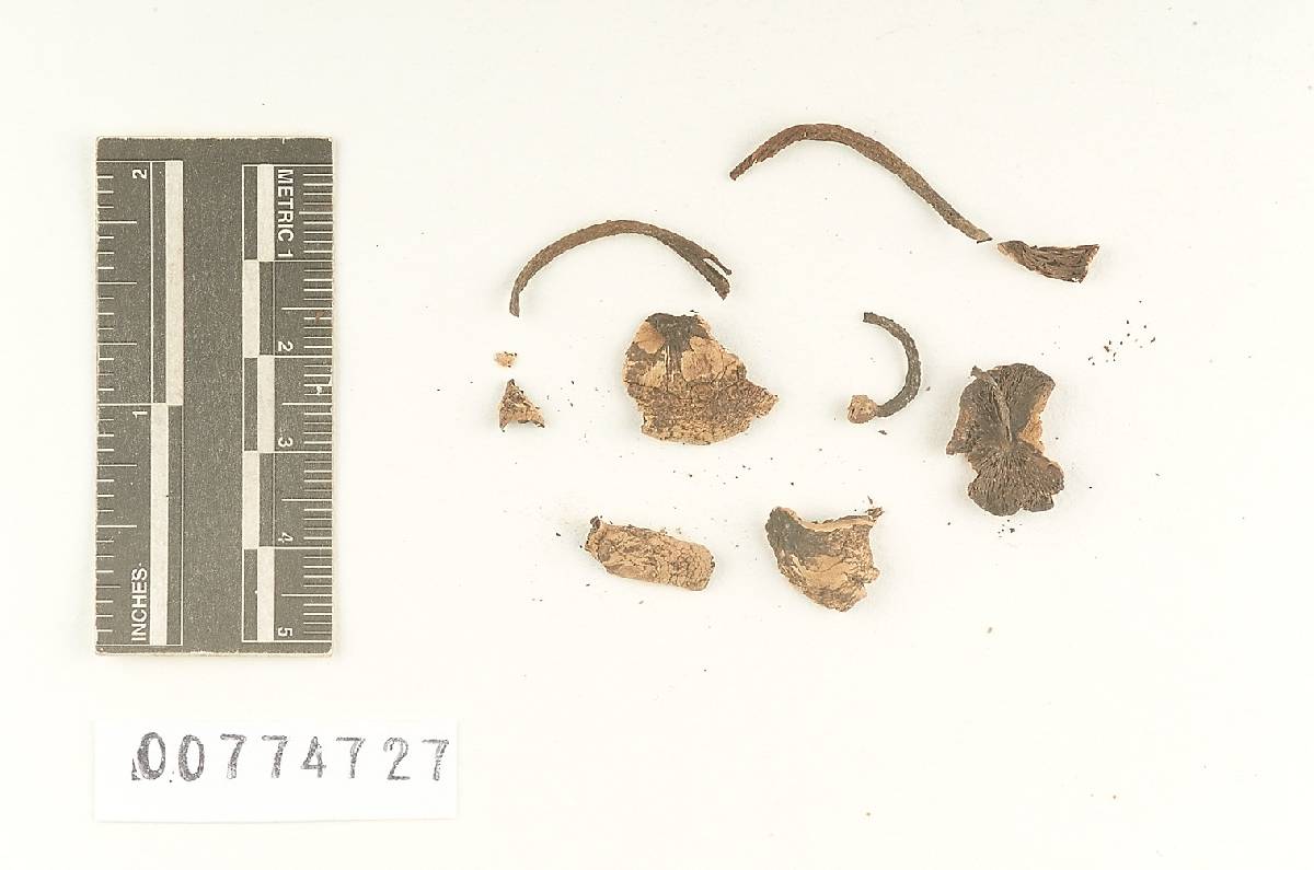 Agaricus angustifolius image