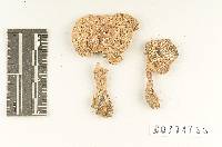 Agaricus blazei image