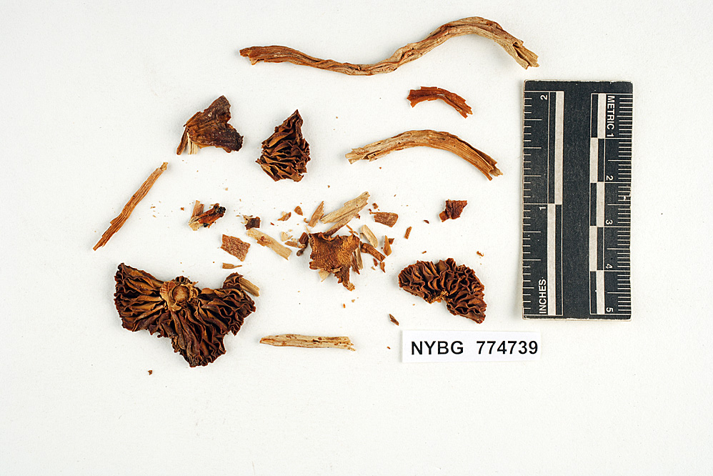 Agaricus auratocephalus image