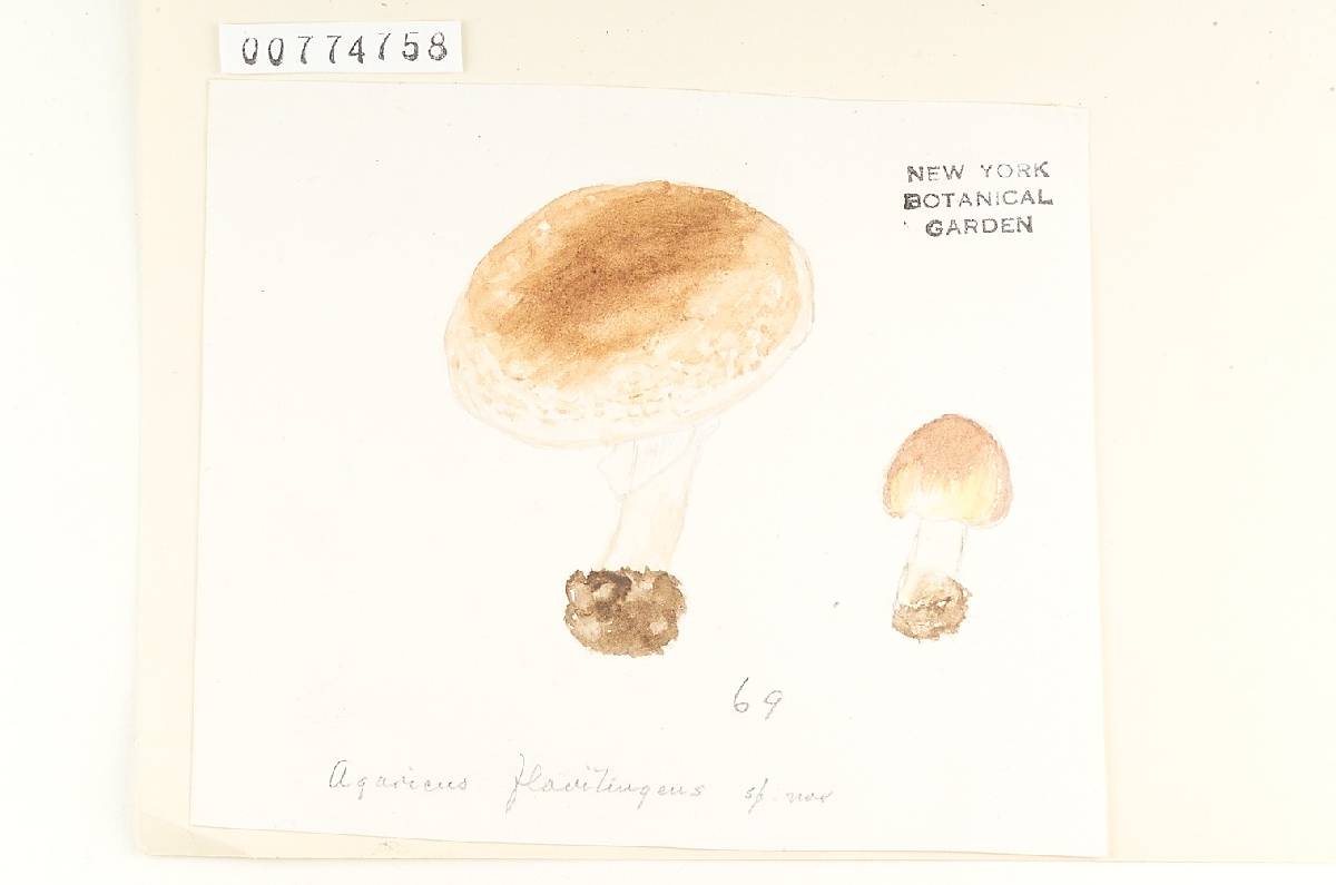 Agaricus flavitingens image