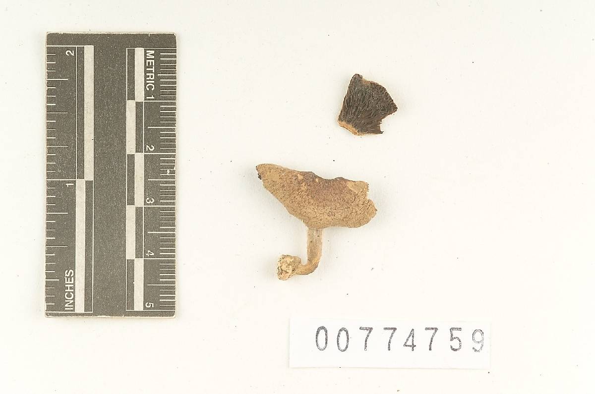 Agaricus herradurensis image