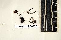 Mycena purpureofusca image