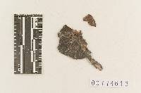Agaricus xuchilensis image