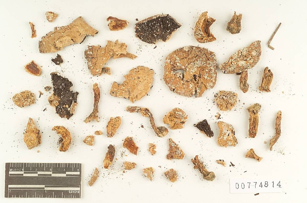 Agaricus xanthodermoides image