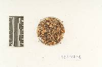 Agaricus xanthodermoides image