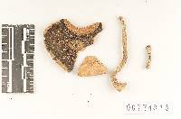 Agaricus subsilvicola image
