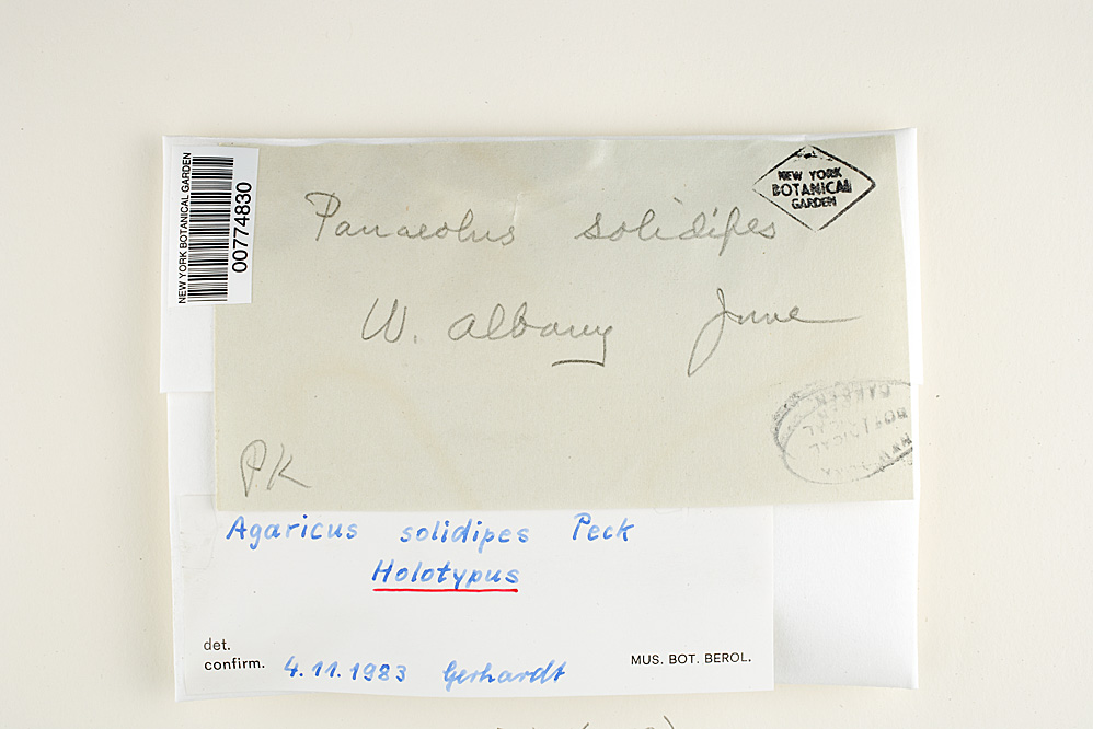 Agaricus solidipes image