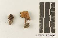 Agrocybe lazoi image