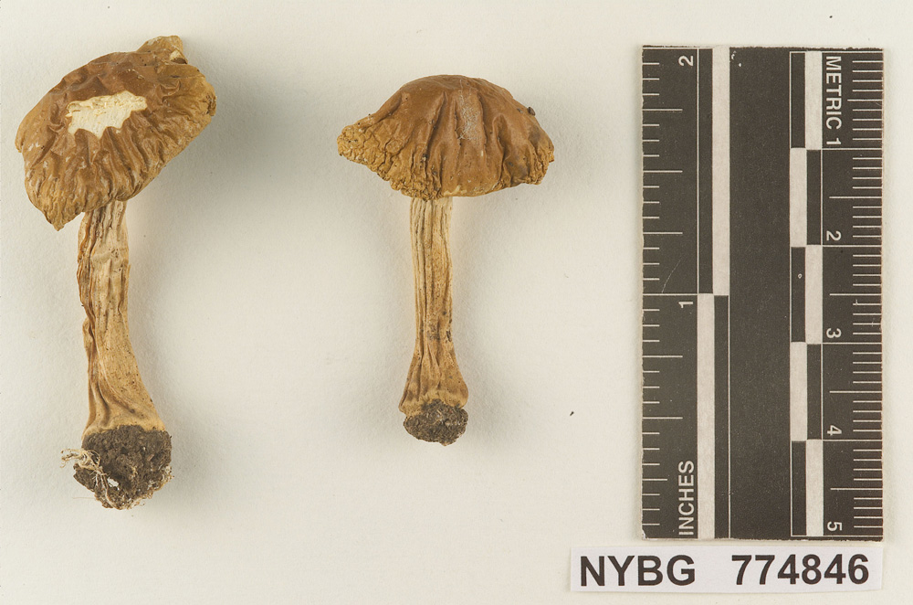 Agrocybe viscosa image